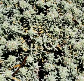 Fotografia da espécie Teucrium vicentinum