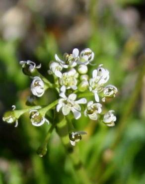 Fotografia 4 da espécie Teesdalia coronopifolia no Jardim Botânico UTAD