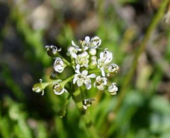 Fotografia da espécie Teesdalia coronopifolia