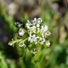 Fotografia 4 da espécie Teesdalia coronopifolia do Jardim Botânico UTAD