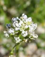 Teesdalia coronopifolia