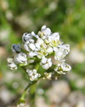 Fotografia 1 da espécie Teesdalia coronopifolia no Jardim Botânico UTAD