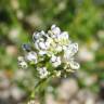 Fotografia 1 da espécie Teesdalia coronopifolia do Jardim Botânico UTAD