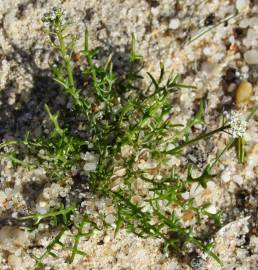 Fotografia da espécie Teesdalia coronopifolia