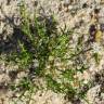 Fotografia 6 da espécie Teesdalia coronopifolia do Jardim Botânico UTAD