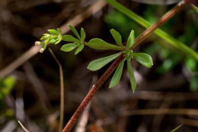 Fotografia da espécie Galium mollugo subesp. mollugo