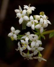 Fotografia da espécie Galium mollugo