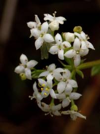 Fotografia da espécie Galium mollugo subesp. mollugo