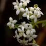 Fotografia 1 da espécie Galium mollugo subesp. mollugo do Jardim Botânico UTAD