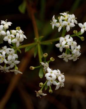 Fotografia 5 da espécie Galium mollugo subesp. mollugo no Jardim Botânico UTAD