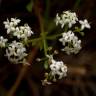 Fotografia 5 da espécie Galium mollugo subesp. mollugo do Jardim Botânico UTAD