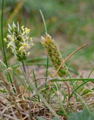 Plantago coronopus subesp. coronopus