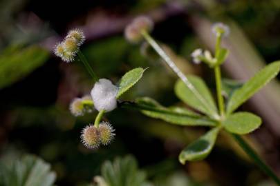 Fotografia da espécie Galium aparine subesp. aparine