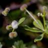 Fotografia 7 da espécie Galium aparine subesp. aparine do Jardim Botânico UTAD