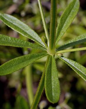 Fotografia 9 da espécie Galium aparine subesp. aparine no Jardim Botânico UTAD