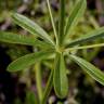 Fotografia 9 da espécie Galium aparine subesp. aparine do Jardim Botânico UTAD