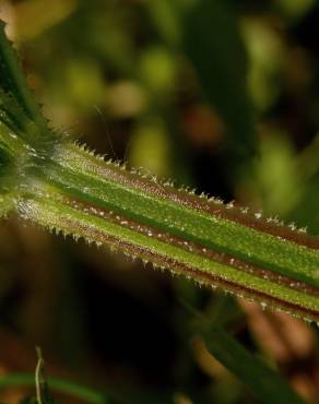 Fotografia 11 da espécie Galium aparine subesp. aparine no Jardim Botânico UTAD