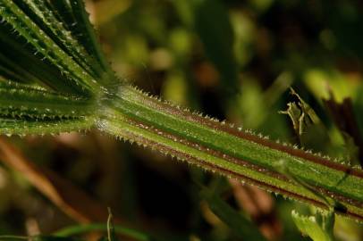 Fotografia da espécie Galium aparine subesp. aparine