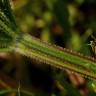 Fotografia 11 da espécie Galium aparine subesp. aparine do Jardim Botânico UTAD