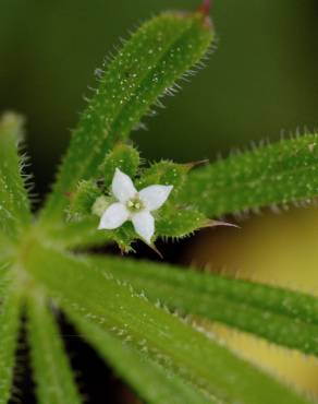 Fotografia 12 da espécie Galium aparine subesp. aparine no Jardim Botânico UTAD