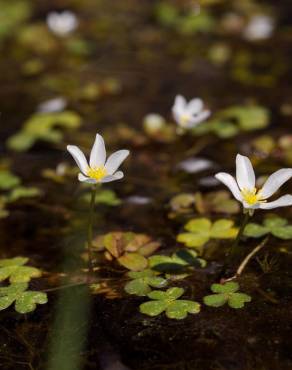 Fotografia 3 da espécie Ranunculus ololeucos var. ololeucos no Jardim Botânico UTAD