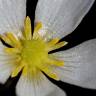 Fotografia 5 da espécie Ranunculus ololeucos var. ololeucos do Jardim Botânico UTAD