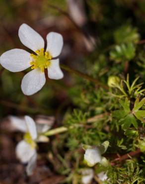 Fotografia 6 da espécie Ranunculus ololeucos var. ololeucos no Jardim Botânico UTAD