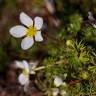 Fotografia 6 da espécie Ranunculus ololeucos var. ololeucos do Jardim Botânico UTAD