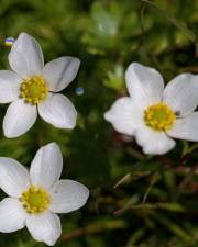 Fotografia da espécie Ranunculus ololeucos