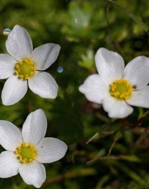 Fotografia 1 da espécie Ranunculus ololeucos var. ololeucos no Jardim Botânico UTAD