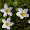 Fotografia 1 da espécie Ranunculus ololeucos var. ololeucos do Jardim Botânico UTAD