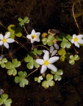 Fotografia 7 da espécie Ranunculus ololeucos var. ololeucos no Jardim Botânico UTAD