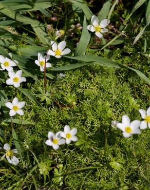 Fotografia 8 da espécie Ranunculus ololeucos var. ololeucos no Jardim Botânico UTAD