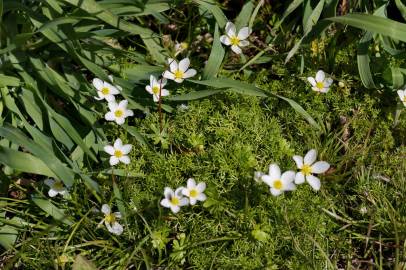 Fotografia da espécie Ranunculus ololeucos var. ololeucos