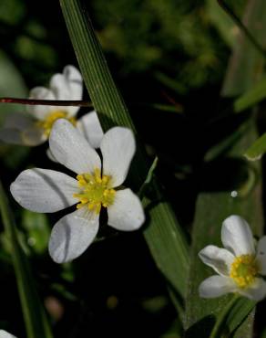 Fotografia 9 da espécie Ranunculus ololeucos var. ololeucos no Jardim Botânico UTAD