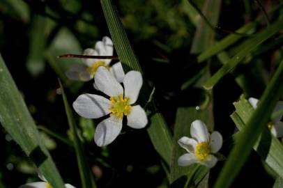 Fotografia da espécie Ranunculus ololeucos var. ololeucos