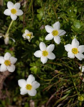 Fotografia 11 da espécie Ranunculus ololeucos var. ololeucos no Jardim Botânico UTAD