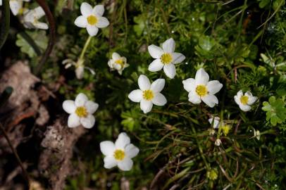 Fotografia da espécie Ranunculus ololeucos var. ololeucos