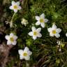 Fotografia 11 da espécie Ranunculus ololeucos var. ololeucos do Jardim Botânico UTAD