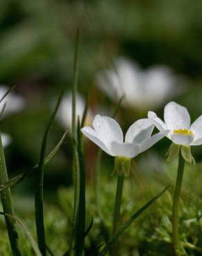 Fotografia 12 da espécie Ranunculus ololeucos var. ololeucos no Jardim Botânico UTAD