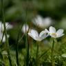 Fotografia 12 da espécie Ranunculus ololeucos var. ololeucos do Jardim Botânico UTAD