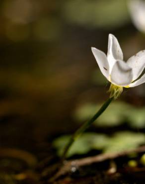 Fotografia 13 da espécie Ranunculus ololeucos var. ololeucos no Jardim Botânico UTAD