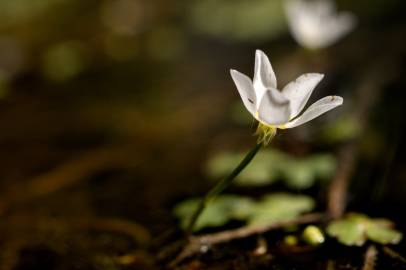 Fotografia da espécie Ranunculus ololeucos var. ololeucos