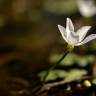 Fotografia 13 da espécie Ranunculus ololeucos var. ololeucos do Jardim Botânico UTAD