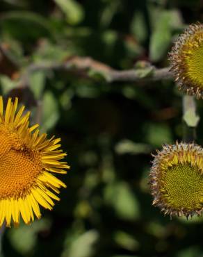 Fotografia 11 da espécie Pulicaria odora no Jardim Botânico UTAD