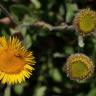 Fotografia 11 da espécie Pulicaria odora do Jardim Botânico UTAD