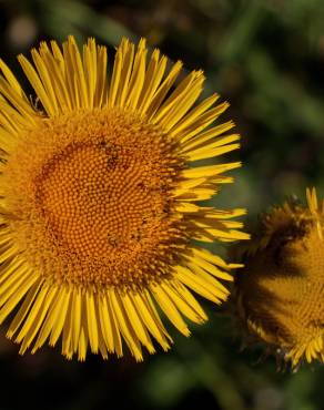 Fotografia 15 da espécie Pulicaria odora no Jardim Botânico UTAD