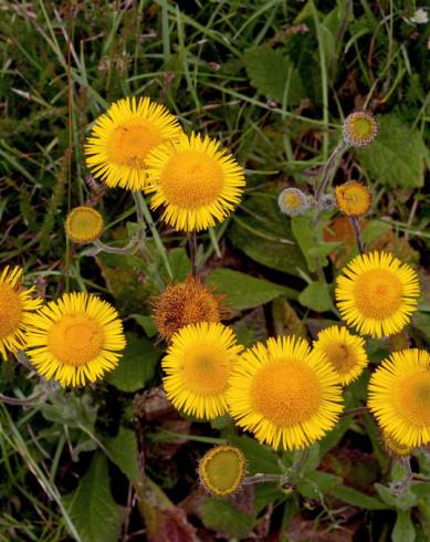 Fotografia de capa Pulicaria odora - do Jardim Botânico