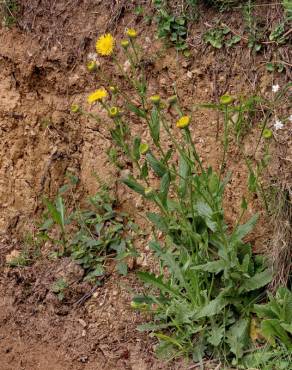 Fotografia 17 da espécie Pulicaria odora no Jardim Botânico UTAD