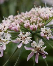 Fotografia da espécie Heracleum sphondylium